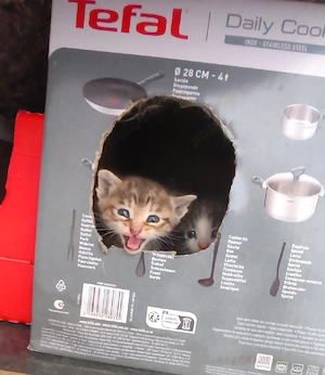 Pui de pisica  - imagine 4