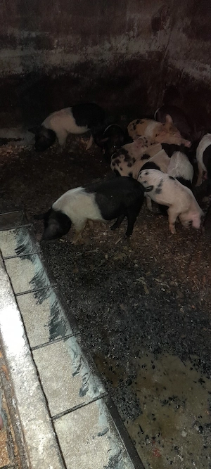 vând purcei  - imagine 2