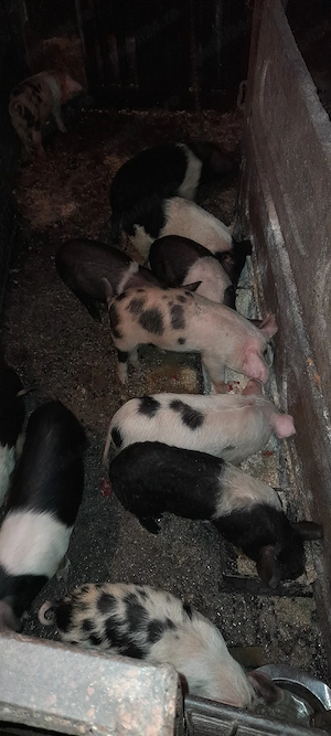 vând purcei  - imagine 3