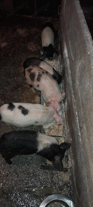 vând purcei  - imagine 5