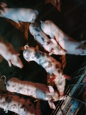 Purcei petran cu marele alb  - imagine 2