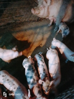 Purcei petran cu marele alb  - imagine 3