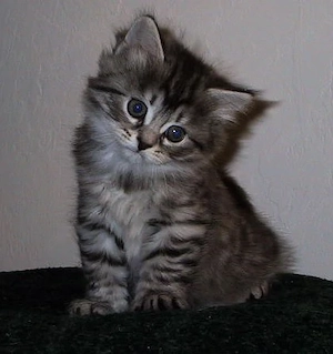 Pui siberiana de padure 