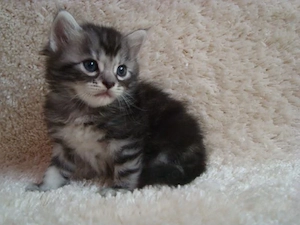 Pui siberiana de padure  - imagine 2