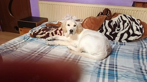 Donez Golden retriever  - imagine 3