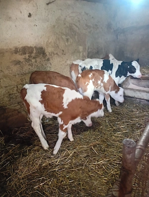 vand 4 vitele si un vitel