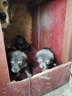 Pui Ciobanesc Carpatin Romanesc