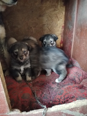 Pui Ciobanesc Carpatin Romanesc - imagine 2