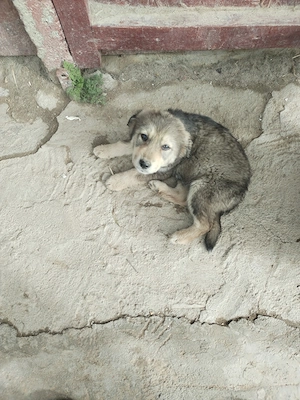 Pui Ciobanesc Carpatin Romanesc - imagine 3