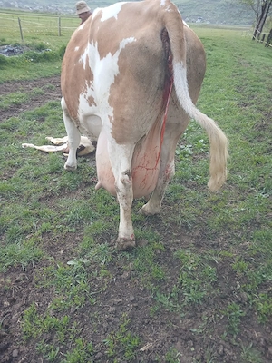 vand vaca baltata românească 