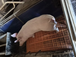 Scrofite pentru reproducție!