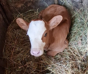 Schimb cu un tăuraș 