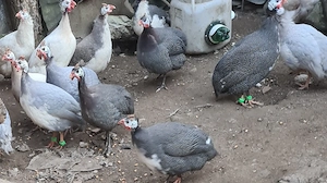 oua de bibilici colorate pentru incubat