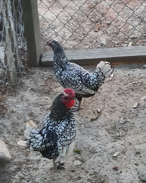 oua de gaini sebright pentru eclozat disponibile 