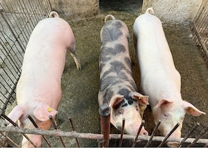 De vânzare porci și purcei de carne duroc, landrace şi pietrain (80-120 kg)   vii sau carcasă  - imagine 2