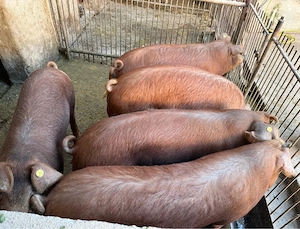 De vânzare porci și purcei de carne duroc, landrace şi pietrain (80-120 kg)   vii sau carcasă  - imagine 4