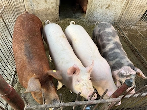 De vânzare porci și purcei de carne duroc, landrace şi pietrain (80-120 kg)   vii sau carcasă 