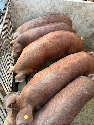 De vânzare porci și purcei de carne duroc, landrace şi pietrain (80-120 kg)   vii sau carcasă  - imagine 5