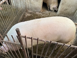 De vânzare porci și purcei de carne duroc, landrace şi pietrain (80-120 kg)   vii sau carcasă  - imagine 3