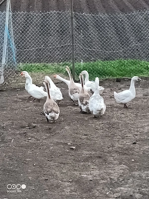 Vand gaste tinere  - imagine 3