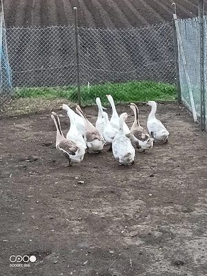 Vand gaste tinere  - imagine 2