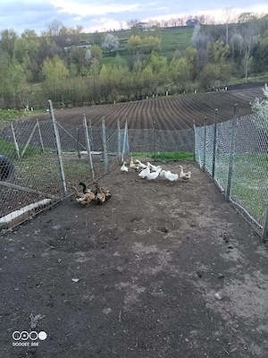 Vand gaste tinere  - imagine 5