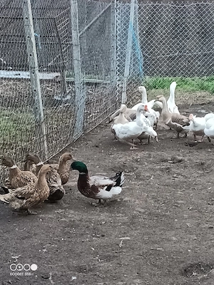 Vand gaste tinere  - imagine 4