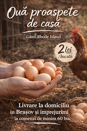 Ouă proaspete de casă   2 lei buc