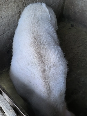 Porc de vanzare