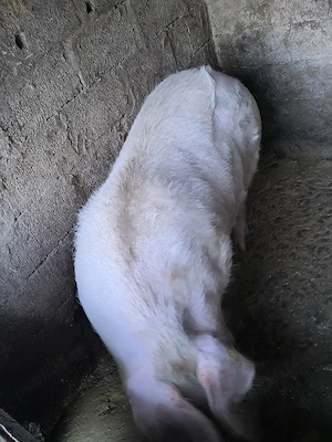 Porc de vanzare - imagine 2