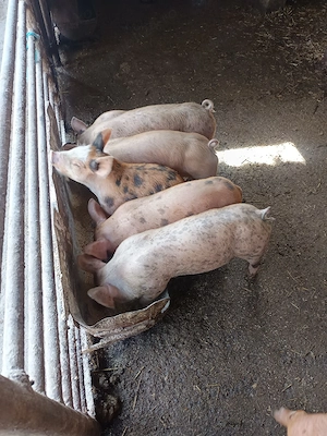 purcei pietran cu duroc