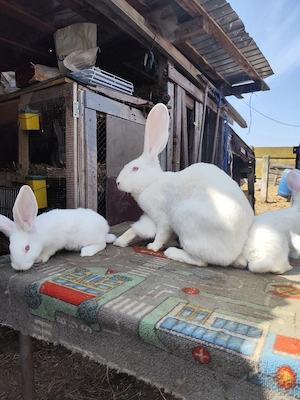 Uriași alb pui de vnzare - imagine 3