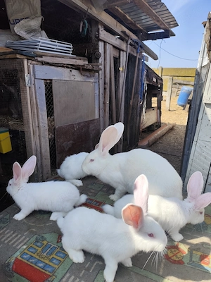 Uriași alb pui de vnzare - imagine 4