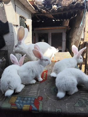 Uriași alb pui de vnzare - imagine 2