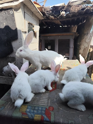 Uriași alb pui de vnzare