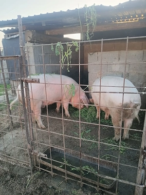 2 Porci disponibil 200 kg - imagine 4