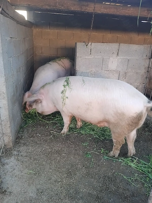 2 Porci disponibil 200 kg - imagine 3