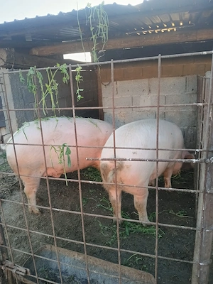 2 Porci disponibil 200 kg - imagine 2