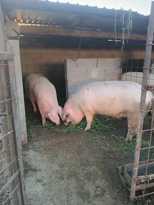 2 Porci disponibil 200 kg