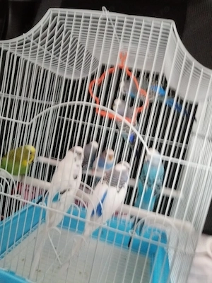 Vînd peruși perechi mature  - imagine 2