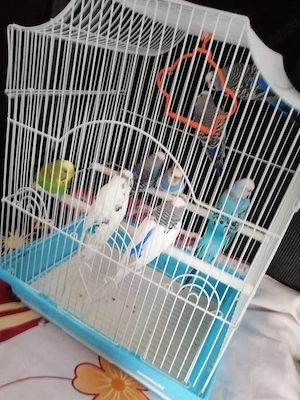 Vînd peruși perechi mature  - imagine 3