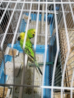 Vînd peruși perechi mature  - imagine 4