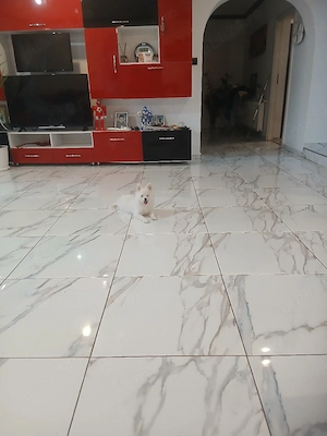 Vand urgent pomeranian (fetița) 10 luni - imagine 2