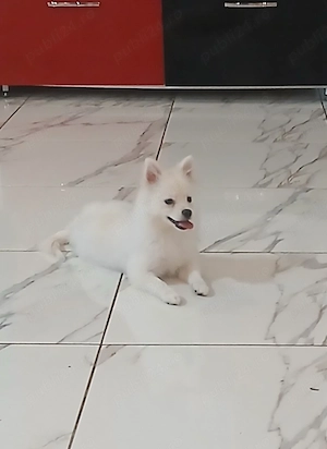 Vand urgent pomeranian (fetița) 10 luni