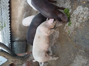 Purcei si porci 35 150kg - imagine 2