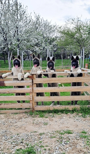 american akita  cu pedigree