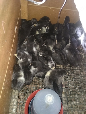 Vând puii Australop negru 