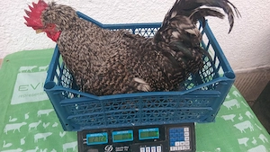 vănd urgent cocosi masivi  - imagine 3