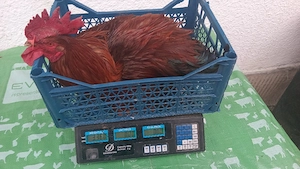 vănd 10 găini  de rasă ouătoare 