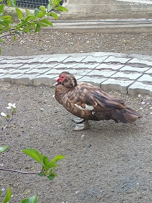 Rate și rățoi leșești  - imagine 4